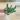 Euphorbia Esculenta 5” thumbnail