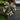Variegated tiliaceus hibiscus starter plant growers choice thumbnail