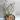 Euphorbia Neorubella thumbnail