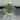 RBR07 — Corm Grown Alocasia Frydek Variegated Pup thumbnail