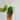 Maranta Lemon Lime (Prayer Plant) (2) thumbnail