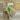 Syngonium Mojito TC thumbnail