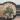 Copiapoa Tennuissima cv Starry Night thumbnail