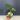 syngonium chiapense variegated 3” pot thumbnail