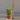 Fairy castle cactus thumbnail