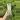 Pruner thumbnail