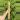 18” Bamboo (10) thumbnail