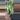 PL253: Paraiso Verde Albo thumbnail