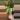 PL551: Schimatoglottis Wallichii Variegated thumbnail