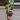 Alternathera Choco Chilli 3.25" 09-187 thumbnail