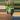 PL555: Philodendron Belle Isle thumbnail
