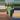 PL:542 Albo heuschkeliana thumbnail