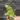 Lesser Antillean Iguana male thumbnail