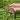 Gidgee Skink unsexed thumbnail