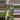 philodendron orange marmalade 10” thumbnail
