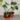 gloriosum starts thumbnail