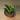 baby snake thumbnail