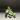 1437 Hoya GEH2302-98 ('Swiffer's Dream' x 'Chicken Farm') thumbnail