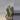 317 pelecyphora aselliformis crest on graft thumbnail
