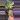 Philodendron Florida Ghost thumbnail