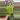 PS-6991 Philodendron fibraecataphyllum thumbnail