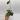 Ovalifolia #0289 thumbnail