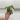 AH ‘Lens’ (Elliptica x Elmeri) #0393 thumbnail