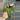 0246 NAP 04 aff Clemensiorum thumbnail