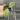 0810 aff Lambii SLM04 thumbnail