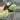 0216 Deykeae Morning Dew thumbnail