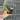 0293 sp. aceh Gumpang AA001 thumbnail