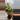 trailing jade thumbnail