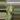 Alocasia serendipity gold thumbnail