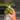 C028 Alocasia Wentii Aurea thumbnail
