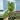 mojito Colo thumbnail