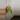 Scindapsus Rajatapura Tricolor A01 thumbnail