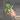 d4. exotica mojito thumbnail