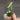 b2. Exotica Golden Crown thumbnail