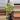 Aeonium cutting thumbnail
