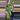 philodendron billitae 0366 variegated X Florida Beaty thumbnail