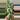 monstera stanleyana aurea no 2 thumbnail