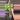 0286 Syngonium orm thom thumbnail