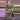 philodendron Florida beauty x mayoii 0070 thumbnail