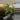 philodendron giganteum variegated bursting thru the pot thumbnail