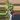philodendron Florida beauty thumbnail