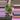 Rhipsalis GC thumbnail
