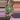 Rhipsalis GC thumbnail