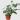 philodendron silver sword thumbnail
