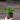 Birdsnest Leslie thumbnail