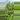 Philodendron Joepii starter thumbnail